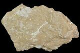 Ordovician Bryozoan Plate - Estonia #98030-2